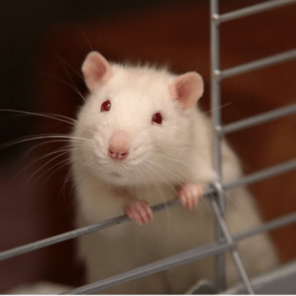 April 4, 2014 — Clean Mice are Happy Mice